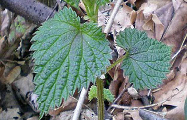 survival with stinging-nettles